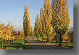 Elzas