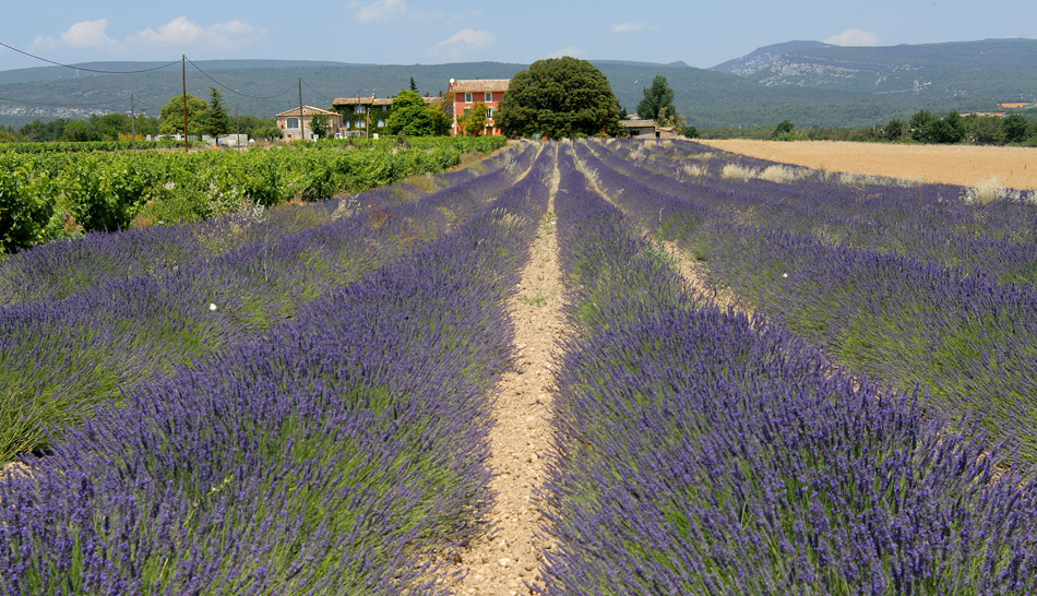 Frankrijk, Provence