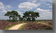 Strabrechtse Heide