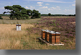 Strabrechtse Heide