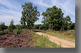Strabrechtse Heide