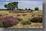Strabrechtse Heide