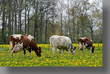 De koeien van boer Teurlinx in Helvoirt